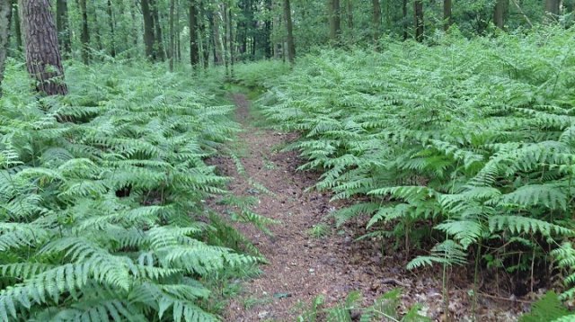 Dauwtrappen Gelselaar (donderdag 29 mei 2025)